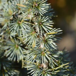 cedrus atlantica fastigiata cedro