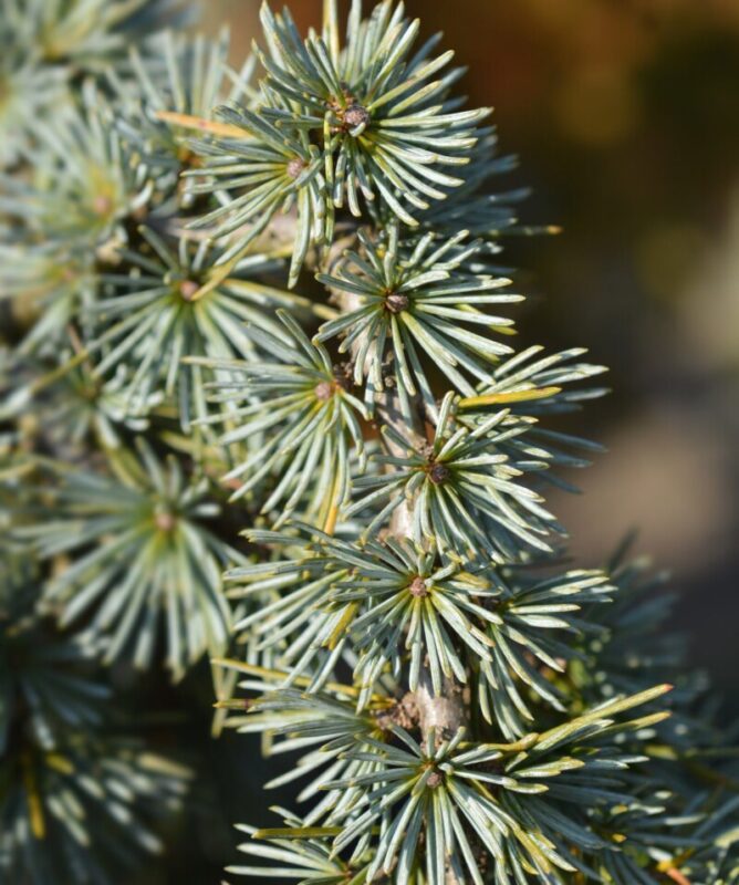 cedrus atlantica fastigiata cedro
