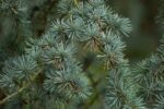 cedrus atlantica glauca pendula cedro 1