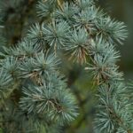 cedrus atlantica glauca pendula cedro 1
