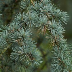 cedrus atlantica glauca pendula cedro 1