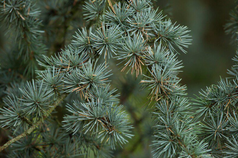 cedrus atlantica glauca pendula cedro 1