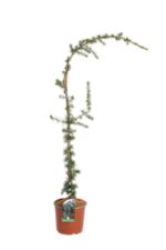 cedrus atlantica glauca pendula cedro