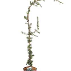 cedrus atlantica glauca pendula cedro