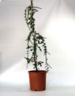 cedrus atlantica glauca pendula cedro 3