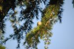 cedrus atlantica horstmann silberspitz cedro 1