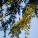 cedrus atlantica horstmann silberspitz cedro 1