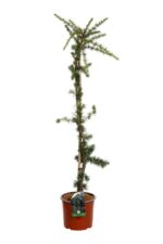 cedrus atlantica horstmann silberspitz cedro