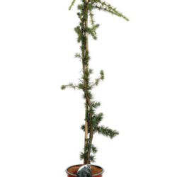 cedrus atlantica horstmann silberspitz cedro
