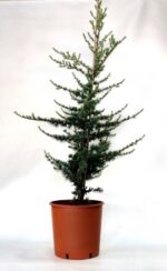 cedrus atlantica horstmann silberspitz cedro 3