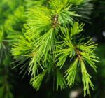 cedrus deodara cedro