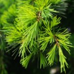 cedrus deodara cedro