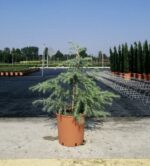 cedrus deodara cedro 2