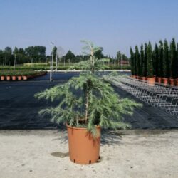 cedrus deodara cedro 2