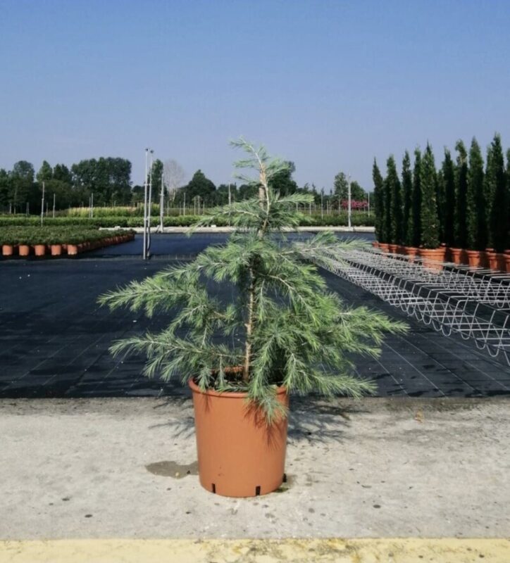 cedrus deodara cedro 2