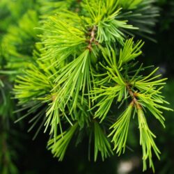 cedrus deodara cedro