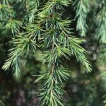 cedrus deodara feelin blue