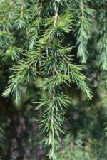 cedrus deodara feelin blue