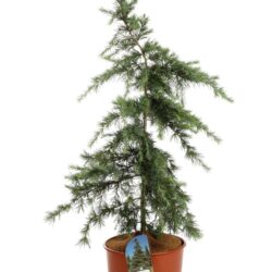 cedrus deodara feelin blue 2