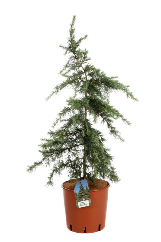 cedrus deodara feelin blue 2