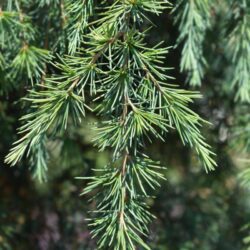 cedrus deodara feelin blue