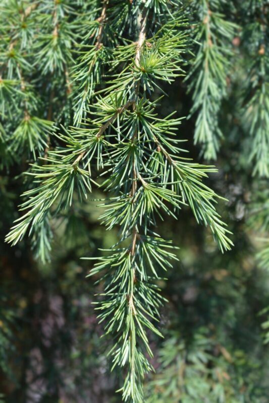 cedrus deodara feelin blue