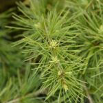 cedrus deodara golden horizon cedro 1