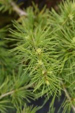 cedrus deodara golden horizon cedro 1