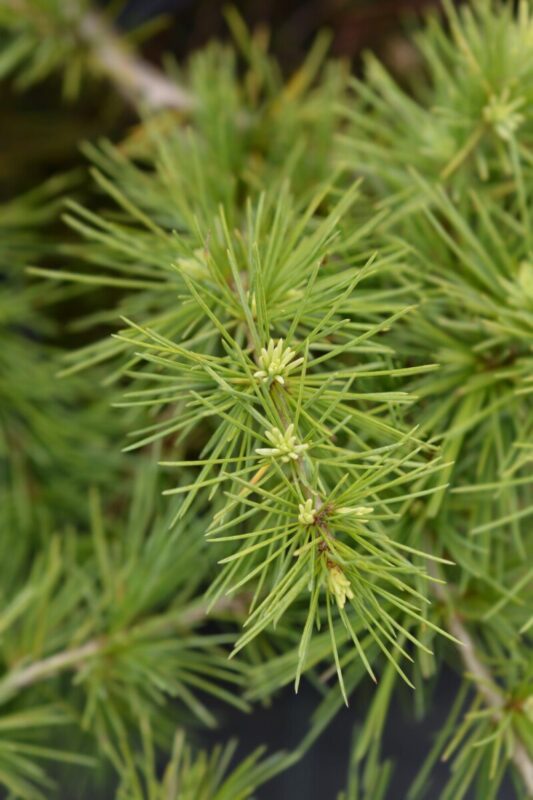 cedrus deodara golden horizon cedro 1