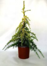 cedrus deodara golden horizon cedro
