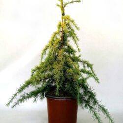 cedrus deodara golden horizon cedro