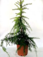 cedrus deodara golden horizon cedro 3