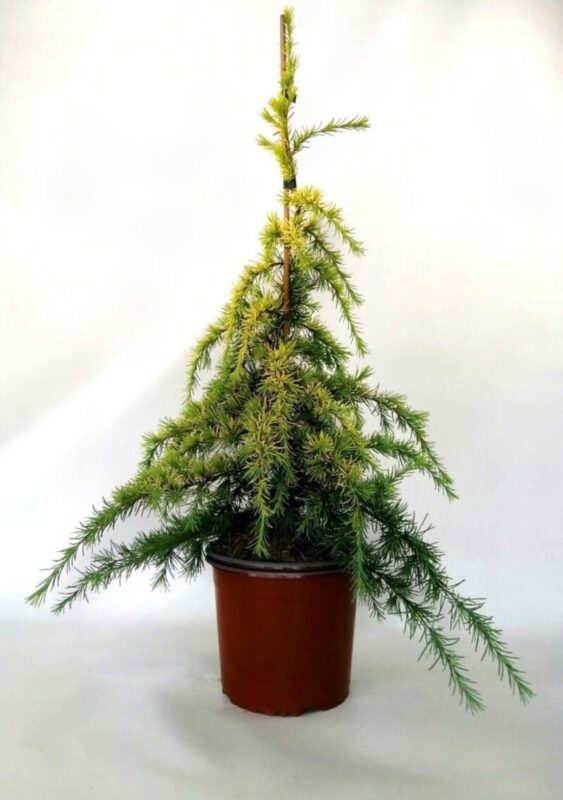 cedrus deodara golden horizon cedro