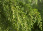 cedrus deodara pendula cedro