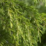 cedrus deodara pendula cedro