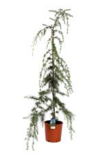 cedrus deodara pendula cedro 2