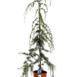 cedrus deodara pendula cedro 2