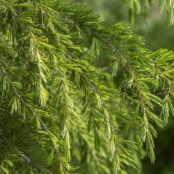 cedrus deodara pendula cedro