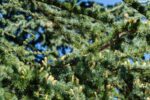 cedrus libani fastigiata cedro 1