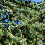 cedrus libani fastigiata cedro 1