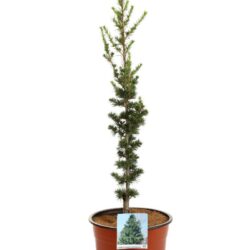 cedrus libani fastigiata cedro
