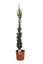 cedrus libani fastigiata cedro 3