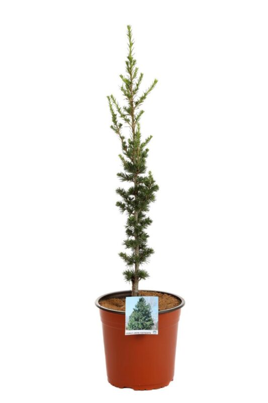 cedrus libani fastigiata cedro