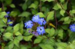 ceratostigma wilmottianum