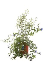 ceratostigma wilmottianum 2