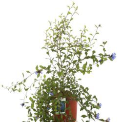 ceratostigma wilmottianum 2