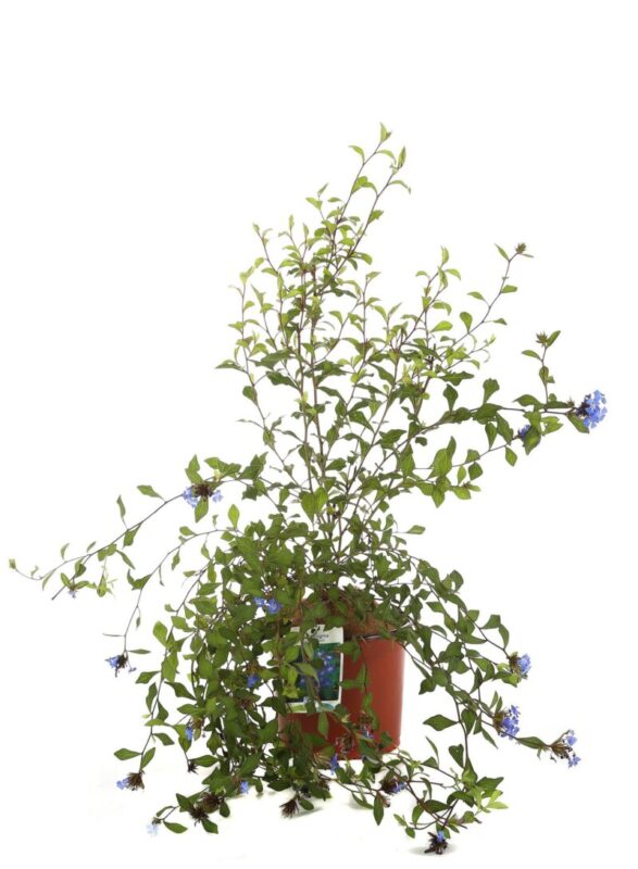ceratostigma wilmottianum 2