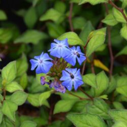 ceratostigma wilmottianum