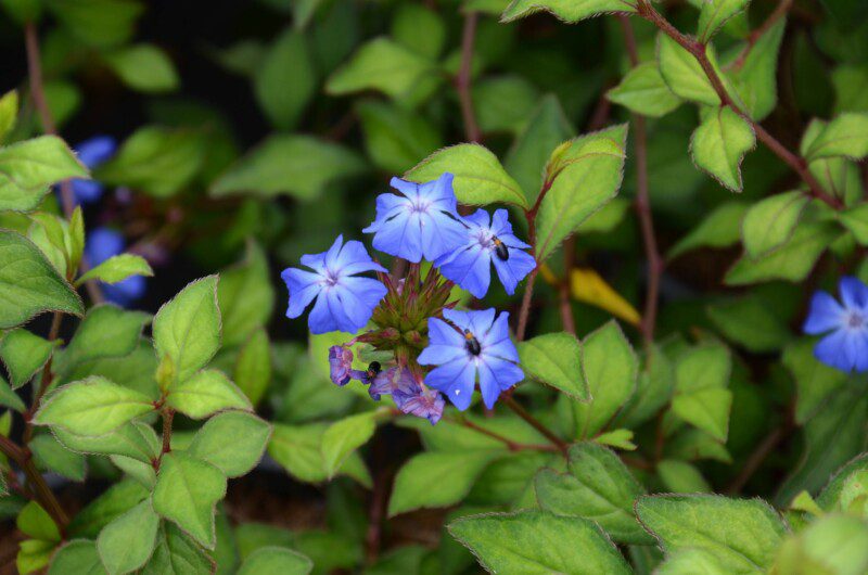 ceratostigma wilmottianum