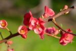 chaenomeles speciosa hot fire fior di pesco cydonia